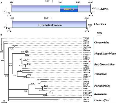 Discovery of Two Mycoviruses by High-Throughput Sequencing and Assembly of Mycovirus-Derived Small Silencing RNAs From a Hypovirulent Strain of Sclerotinia sclerotiorum